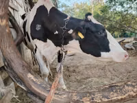 गाय, गोलस्टीन नस्ल — फ़ोटो 7