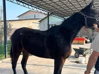 Mare, French Trotter — photo 4