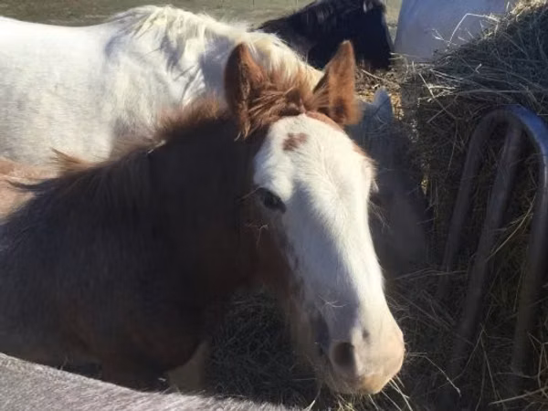 公马, Gypsy horse
