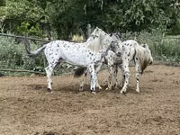 Caballo, Mugalzhar horse — foto 7