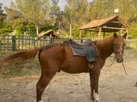 Hengst, Karabakh horse — Foto 2