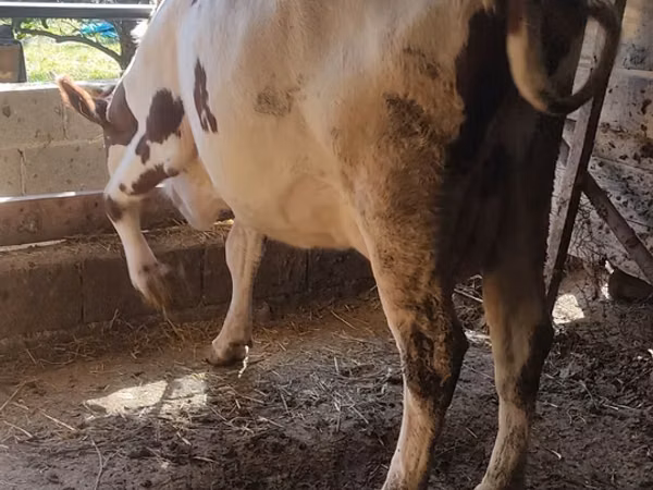 गाय, ऐरशायर