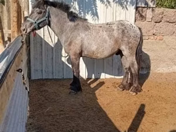 घोड़ा, Appaloosa