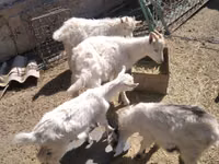 Ziege, Russian White goat — Foto 5
