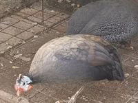 रॉयल पर्पल — फ़ोटो 3