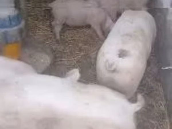 Eber, Schweine