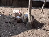 Säue, Schweine — Foto 3
