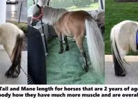 公马, Miniature horse — 照片 4