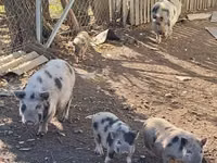 Boar — photo 1