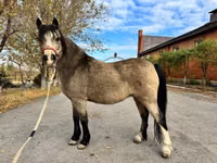 घोड़ी, Welsh Mountain Pony — फ़ोटो 7