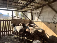 Schaf, Arashan sheep — Foto 5