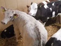 牛只（批次，未指定性别）, Simmental cattle — 照片 3