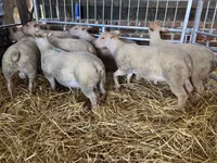 Oveja, Charollais sheep — foto 1