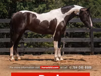 Hengst, Friesian — Foto 1
