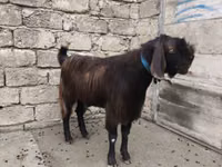 बकरा, Damask goat — फ़ोटो 4