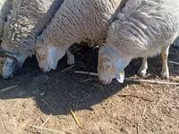 Ram, Assaf sheep — photo 1