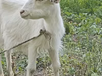Goat, Orenburg goat — photo 2