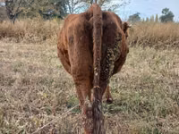 Cow, Cattle — photo 3
