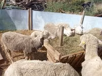 Schaf, Schafe — Foto 4