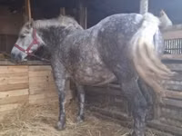Stute, Hungarian horse breed — Foto 3