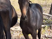 Pferde (Partie, Geschlecht nicht angegeben), Karachay horse — Foto 5
