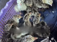 Turkeys — photo 2