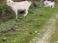Ziege, Saanen goat — Foto 1