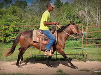 घोड़ी, Standardbred — फ़ोटो 4