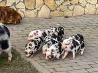خنزيرة — الصورة 1