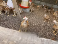 Shamo chickens — photo 4