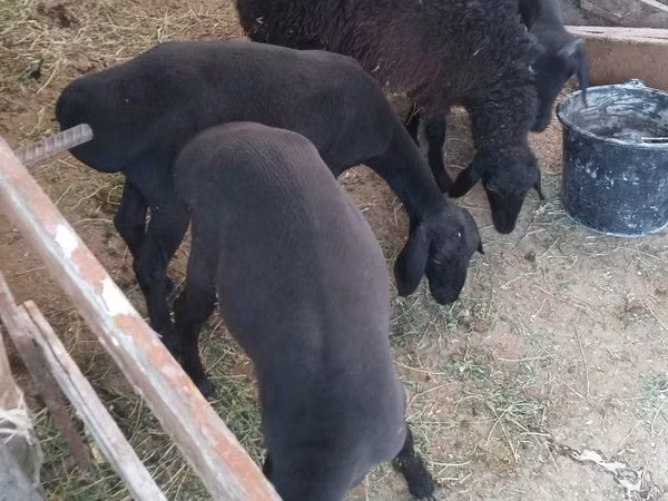 Schafe (Partie, Geschlecht nicht angegeben), Hissar sheep