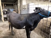 بقرة, Russian Black pied cattle — الصورة 1