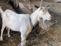 Ziege, Dutch Landrace goats — Foto 6