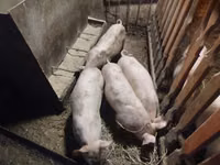 Schweine (Partie, Geschlecht nicht angegeben) — Foto 7