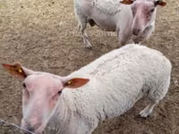 Ovejas (lote, sexo no especificado), Charollais sheep — foto 1