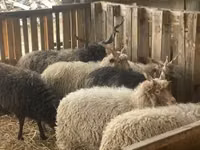 मेढ़ा, Racka sheep — फ़ोटो 4