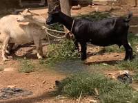 Goats (batch, sex not specified), Goats — photo 2