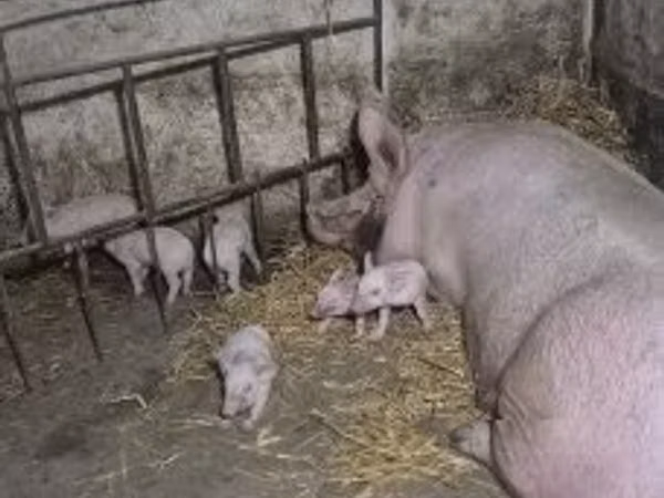 मादा सूअर, 