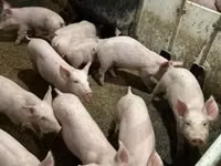 Schweine (Partie, Geschlecht nicht angegeben) — Foto 5