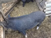 Schweine (Partie, Geschlecht nicht angegeben) — Foto 1
