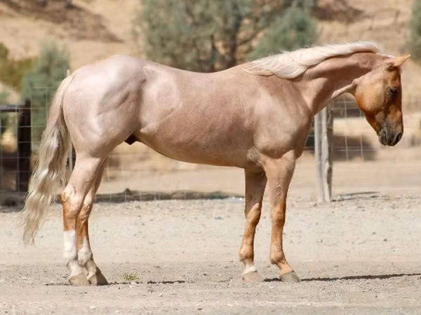 حصان, Quarter Horse