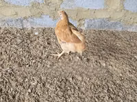 Chickens — photo 1