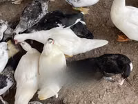 pato criollo doméstico — foto 2