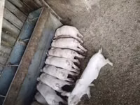 Schweine (Partie, Geschlecht nicht angegeben), Schweine — Foto 3