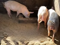 Pigs (batch, sex not specified), Pigs — photo 4
