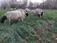 أغنام (دفعة، الجنس غير محدد), Dorper sheep — الصورة 2