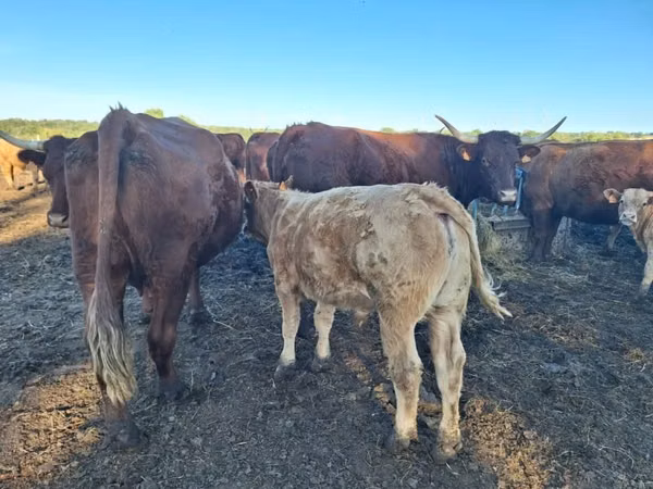 Cow, Salers cattle