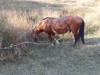 Hengst, Karabakh horse — Foto 1