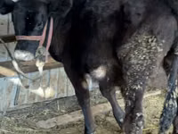 Vaca, Aberdeen-Angus — foto 2