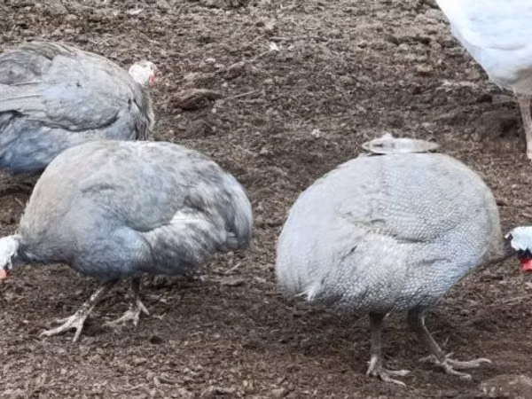Lavanda